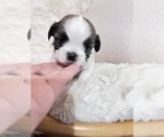 Small Photo #3 Shih Tzu Puppy For Sale in HEMET, CA, USA