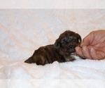 Small Photo #3 Poodle (Toy)-YorkiePoo Mix Puppy For Sale in DYERSBURG, TN, USA