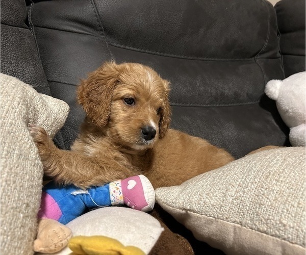 Medium Photo #5 Bernedoodle Puppy For Sale in ELK GROVE, CA, USA