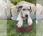 Small #3 Great Dane