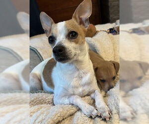 Chihuahua-Unknown Mix Dogs for adoption in Bellevue, WA, USA
