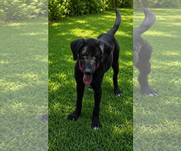 Medium Photo #2 Labrador Retriever-Unknown Mix Puppy For Sale in Oakhurst, NJ, USA
