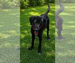 Small Photo #2 Labrador Retriever-Unknown Mix Puppy For Sale in Oakhurst, NJ, USA