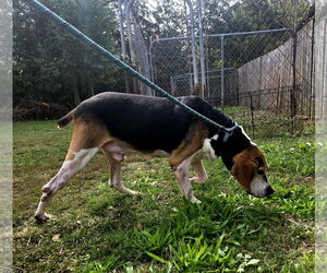 Rocko - Male Mutt Dog for Adoption - Photo #2