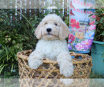 Puppy Lucy Goldendoodle