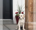 Puppy June Labrador Retriever