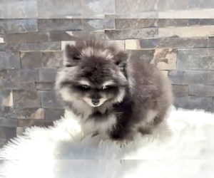 Pomeranian Puppy for sale in VIRGINIA BEACH, VA, USA