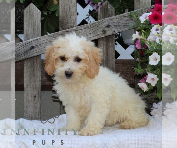 Medium Photo #2 Bichpoo Puppy For Sale in RISING SUN, MD, USA