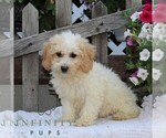 Small #1 Bichpoo