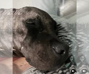 Phineas - Male Labrador Retriever-Unknown Mix Dog for Adoption - Photo #6