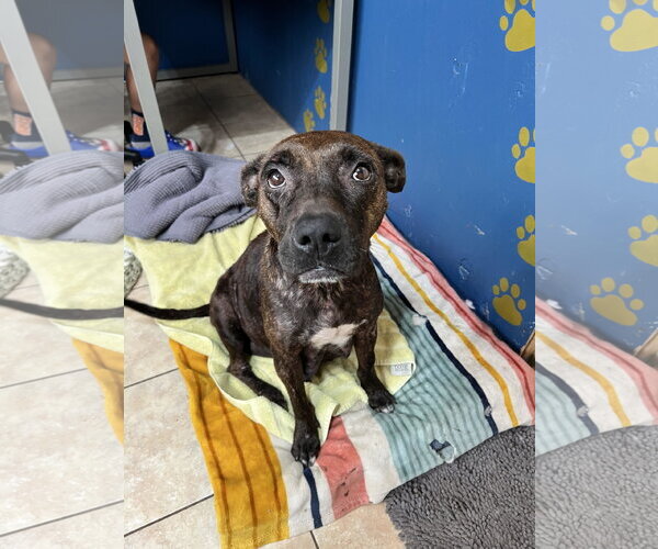 Medium Photo #5 Staffordshire Bull Terrier-Unknown Mix Puppy For Sale in Tracy City, TN, USA