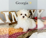 Small Photo #2 Maltipoo Puppy For Sale in MURFREESBORO, TN, USA