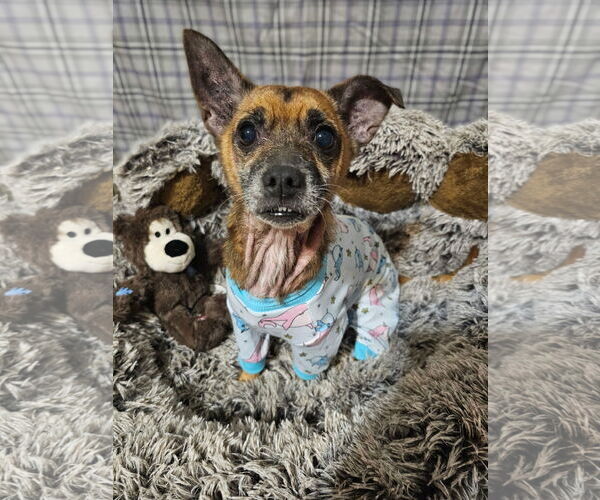 Medium Photo #5 Jack Chi Puppy For Sale in Rockaway, NJ, USA