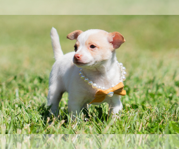 Medium Photo #79 Chihuahua Puppy For Sale in WARSAW, IN, USA