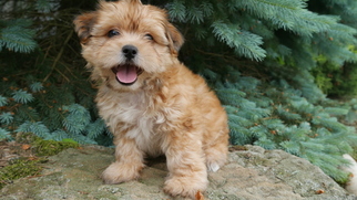 Morkie Puppy for sale in CUYAHOGA FALLS, OH, USA
