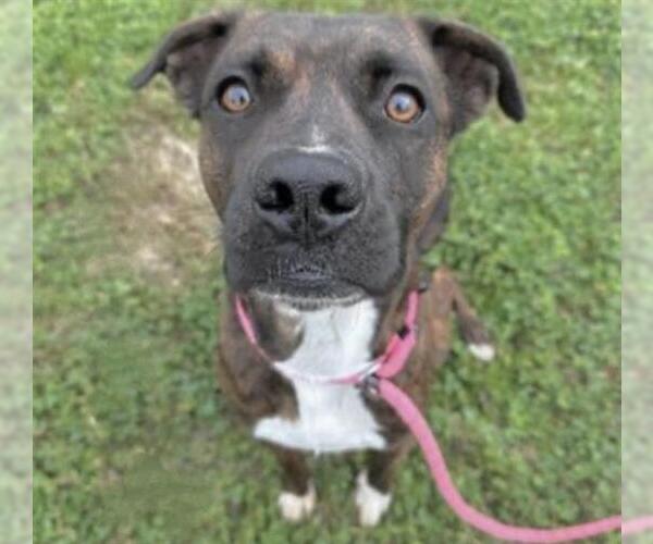 Medium Photo #4 Boxer Puppy For Sale in Houston, TX, USA