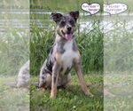 Small #5 Catahoula Leopard Dog Mix