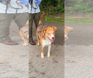 Ace - Male Mutt Dog for Adoption - Photo #4