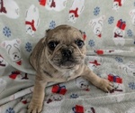 Small Photo #3 French Bulldog Puppy For Sale in GOSHEN, IN, USA