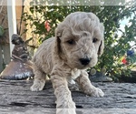 Puppy Puppy 2 Big E Goldendoodle (Miniature)