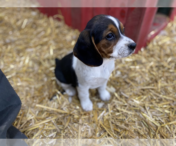 Medium Photo #4 Beagle Puppy For Sale in NEW VIENNA, IA, USA