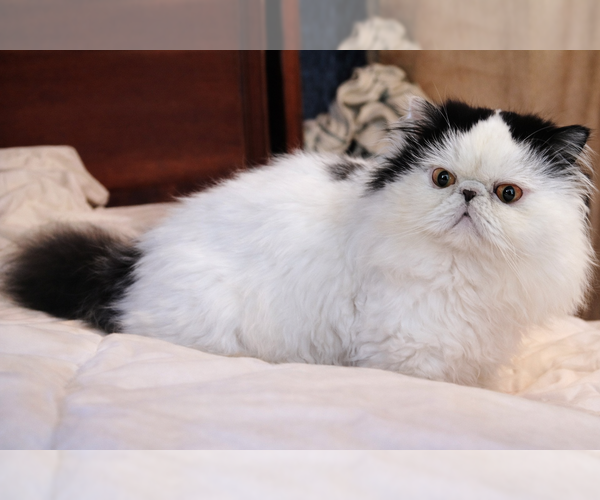 Medium Photo #1 ShiChi Puppy For Sale in MUSCLE SHOALS, AL, USA