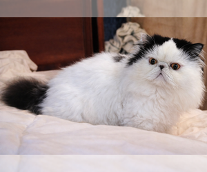 Father of the ShiChi puppies born on 02/03/2026