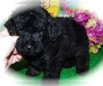 Small Photo #2 Poodle (Toy) Puppy For Sale in HAMMOND, IN, USA