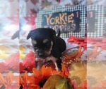 Small Photo #90 Yorkshire Terrier Puppy For Sale in AKRON, OH, USA
