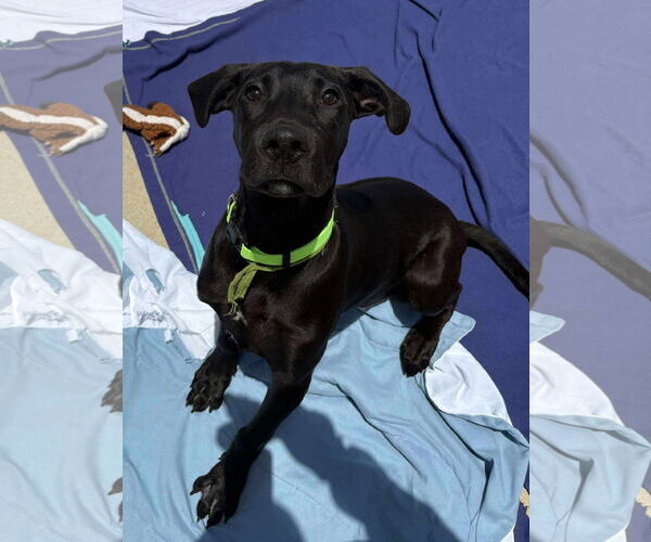 Medium Photo #2 Great Dane-Unknown Mix Puppy For Sale in Woodbury, NY, USA