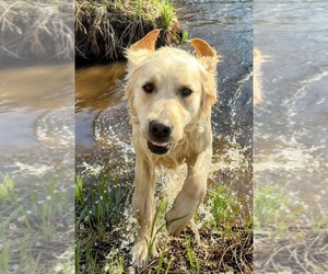 Mother of the Golden Retriever puppies born on 06/12/2025
