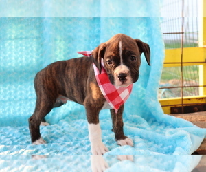 Boxer Puppy for sale in SHILOH, OH, USA