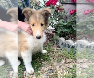 Scotch Collie Puppy for Sale in BEECHER CITY, Illinois USA