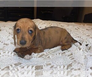 Dachshund Puppy for sale in BUCKEYE, AZ, USA
