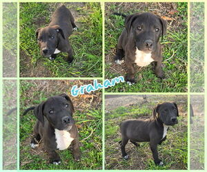 Labbe Dogs for adoption in Blacksburg, SC, USA