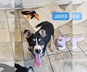 Huskies -Unknown Mix Dogs for adoption in Iroquois, IL, USA