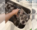 Small #10 French Bulldog