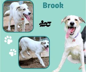 Retriever -Unknown Mix Dogs for adoption in Lindsay, CA, USA