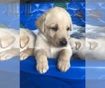 Small Photo #5 Labrador Retriever Puppy For Sale in PRATTVILLE, AL, USA