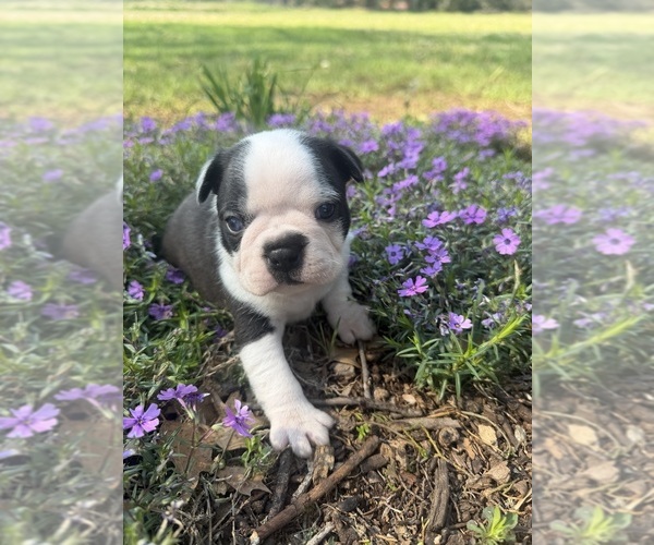 Medium Photo #6 Boston Terrier Puppy For Sale in FREDONIA, KS, USA