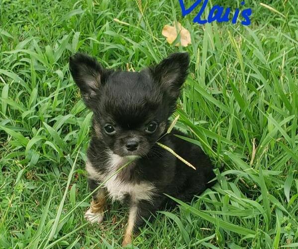 Medium Photo #1 Chihuahua Puppy For Sale in POTEAU, OK, USA