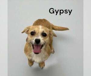 Pekingese-Unknown Mix Dogs for adoption in Westwood, NJ, USA