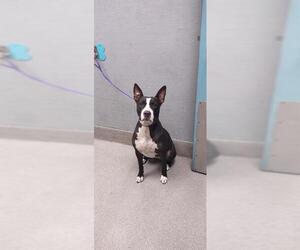 American Pit Bull Terrier-Bull Terrier Mix Dogs for adoption in Las Vegas, NV, USA