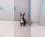 Small American Pit Bull Terrier-Bull Terrier Mix