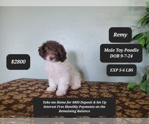 Poodle (Toy) Puppy for sale in TUCSON, AZ, USA