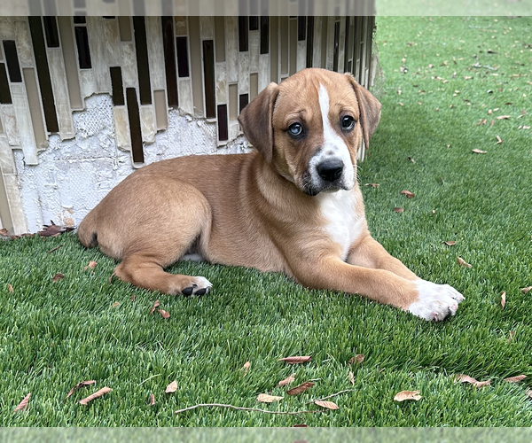 Medium Photo #1 Anatolian Shepherd-Boxer Mix Puppy For Sale in  Katy, TX, USA