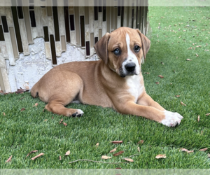 Anatolian Shepherd-Boxer Mix Dogs for adoption in  Katy, TX, USA