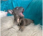 Small #8 French Bulldog