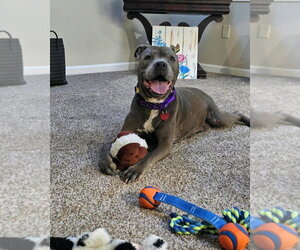 Maggie - Female Mutt Dog for Adoption - Photo #10