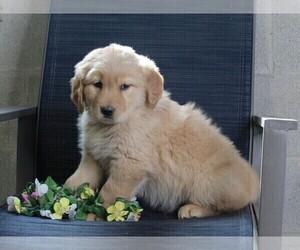 Golden Labrador Puppy for sale in FREDERICKSBURG, OH, USA
